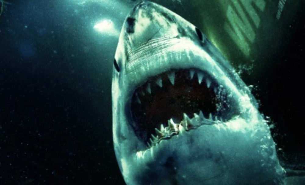 L'année Du Requin Lieu De Tournage Nouveau film de requin : The Wreck