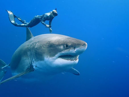 Envoy: Shark Cull en avant-première française !