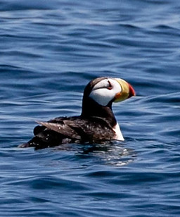 Puffin 2_edited.jpg