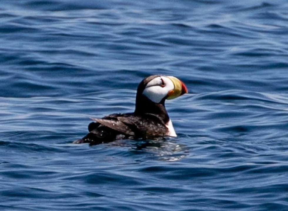 Horned Puffin