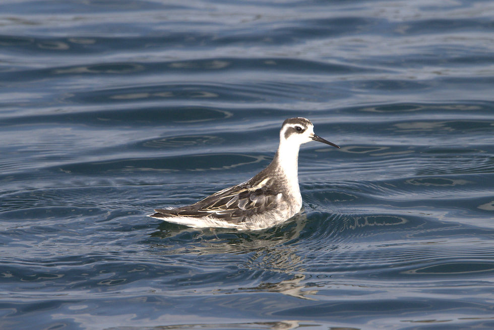 Red-Necked Phalarope. Photo Credit: Naturalist Sam Wallace