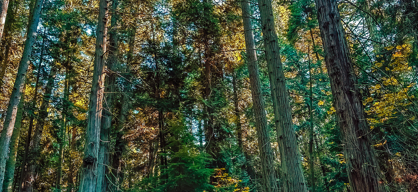 Explore the far reaches of the San Juan's! From the shopping and restaurants in Friday Harbor to the many unpopulated islands of State Parks there's tons to see and do while you hop from Island to Island exploring the best the San Juan's have to offer.