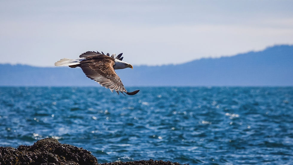 Bald Eagle. Photo Credit: Naturalist Sheila Bolka