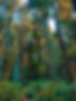 matia trees.JPG