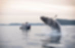 whale watching near Seattle