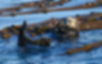 sea otter in kelp