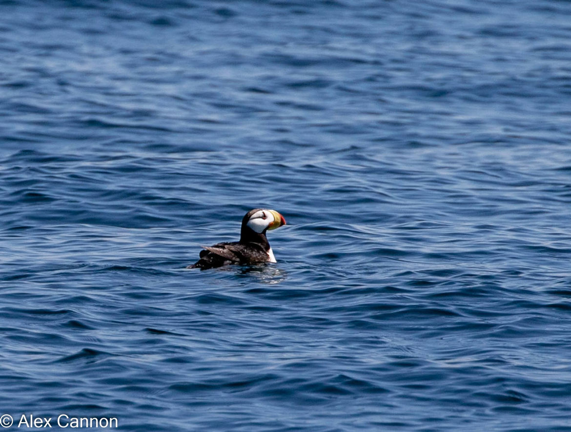 Tufted Puffin, Rhinoceros Auklet, Common Murre, Pigeon Guillemot, Black Oystercatcher, Harlequin Duck, Bald Eagle, Osprey, Peregrine Falcon, Great Blue Heron, Surfbirds, Brown Pelican, Horned & Eared Grebes, Pelagic, Brandt's and Double-crested Cormorants, Heerman's Gulls and many other species of gulls and shorebirds.
Rarer or more seasonal migrant species include: Horned Puffin, Marbled Murrelet, Ancient Murrelet, Red & Red-necked Phalaropes, Black & Ruddy Turnstones, Parasitic Jaeger, Sooty Shearwater, Manx Shearwater, Northern Fulmar, Boneparte's Gull, Common & Pacific Loons, many other possibilities including a variety of ducks and scoters.