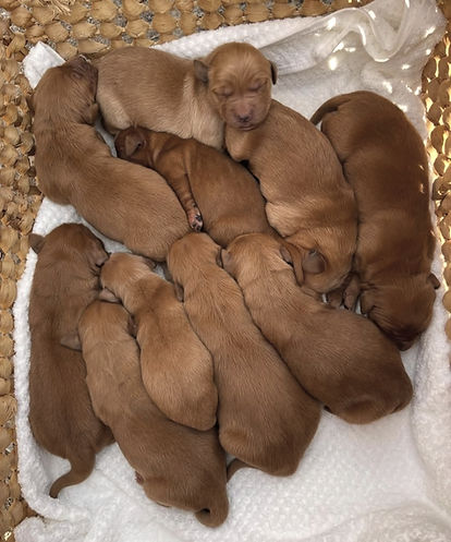 Goldens_edited.jpg