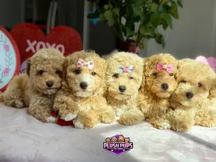 Luxury Puppy Placement: Why Plush Pups By Reeds Sets the Standard