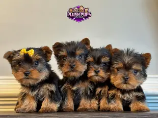 Puppy Delivery Redefined: Meet Your Flight Nanny