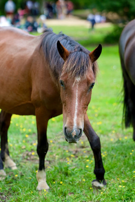 New Forest Horse