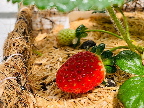 Frutilla