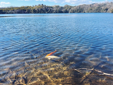 今週のアイル〜