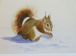 Squirrel playing in the snow David Wilson