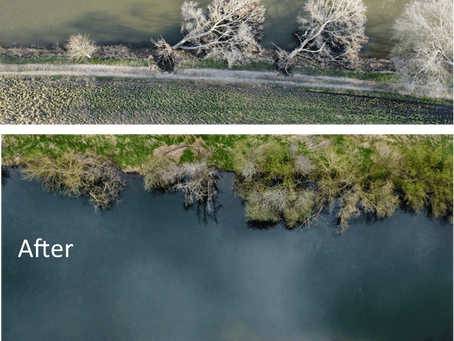 Fallen trees cleared