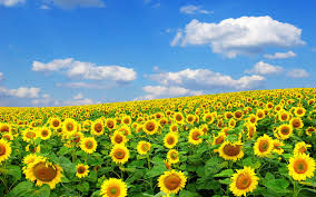 images (1)