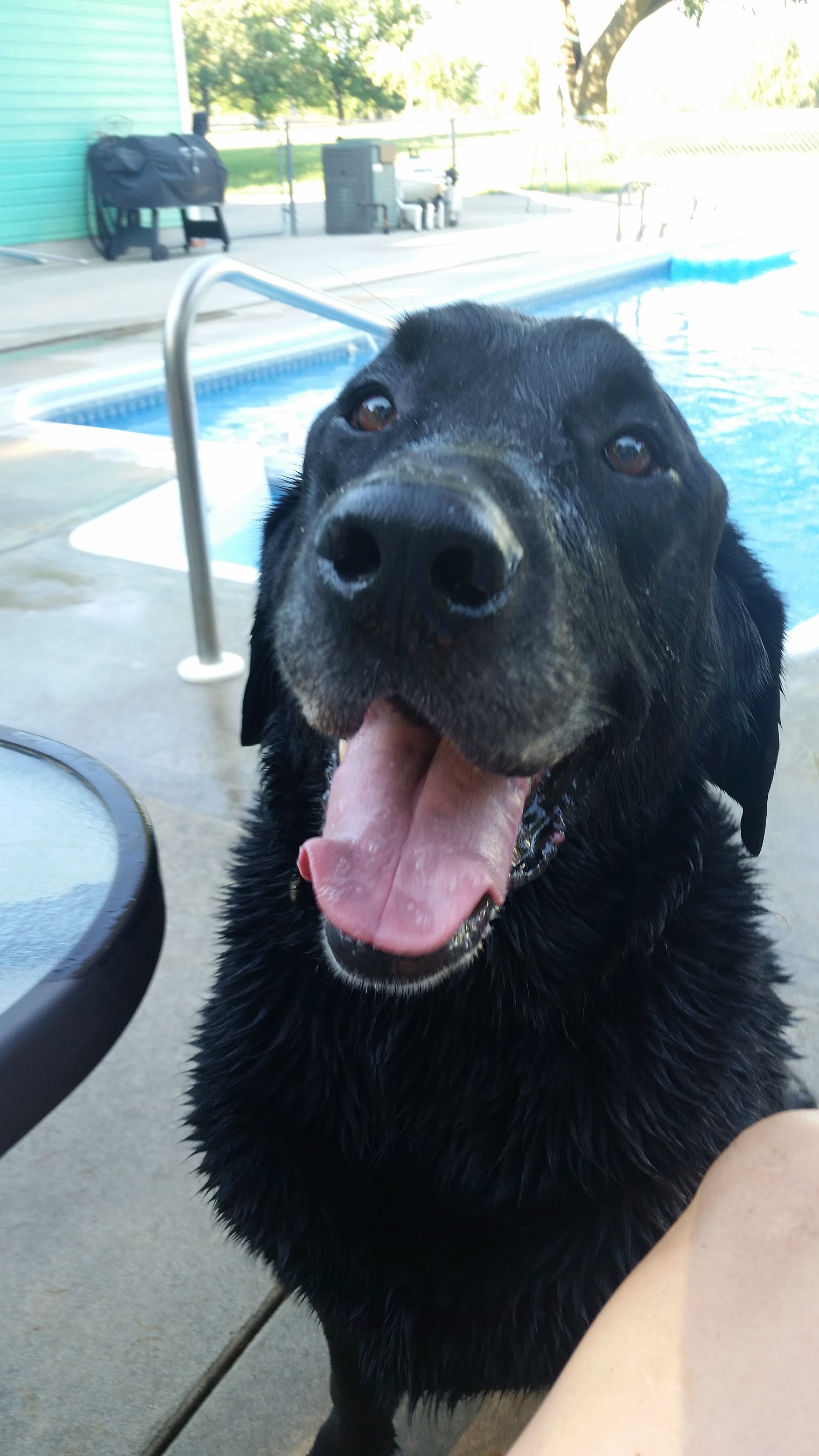 Bear
