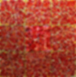 Millions of roses