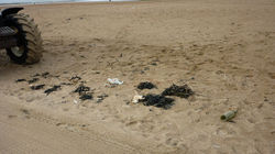 d'hooghe beachcleaners - Matador