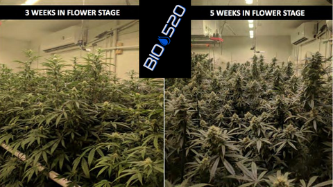 weeks 3 and 5 with BIO520