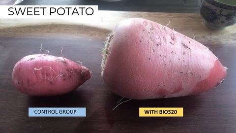 SWEET POTATO
