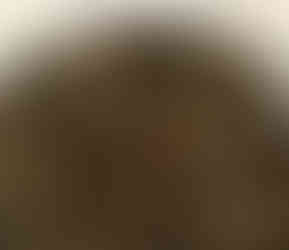 Ancient Tree Yellow Tea on a white plate, showing orange-brown coloured leaves. Ancient Tree Yellow Tea product shot. 