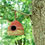 Thumbnail: Seagrass & Sari Birdhouse