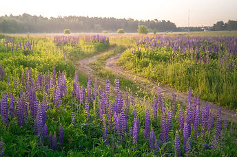 field-5326822_1920.jpg