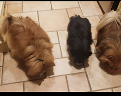 Chika, Ozzy, and Luna enjoying a Peanut butter and Banana and Sweet Potato frozen treat