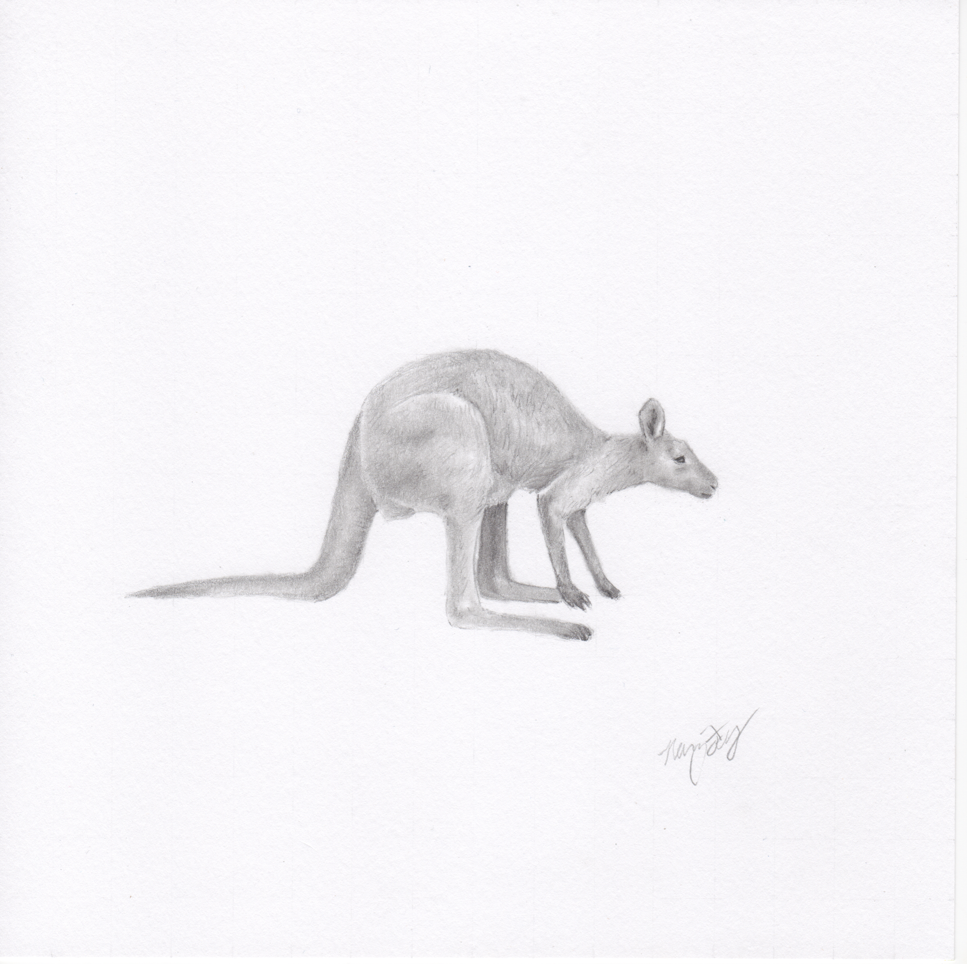 "Wallaby"