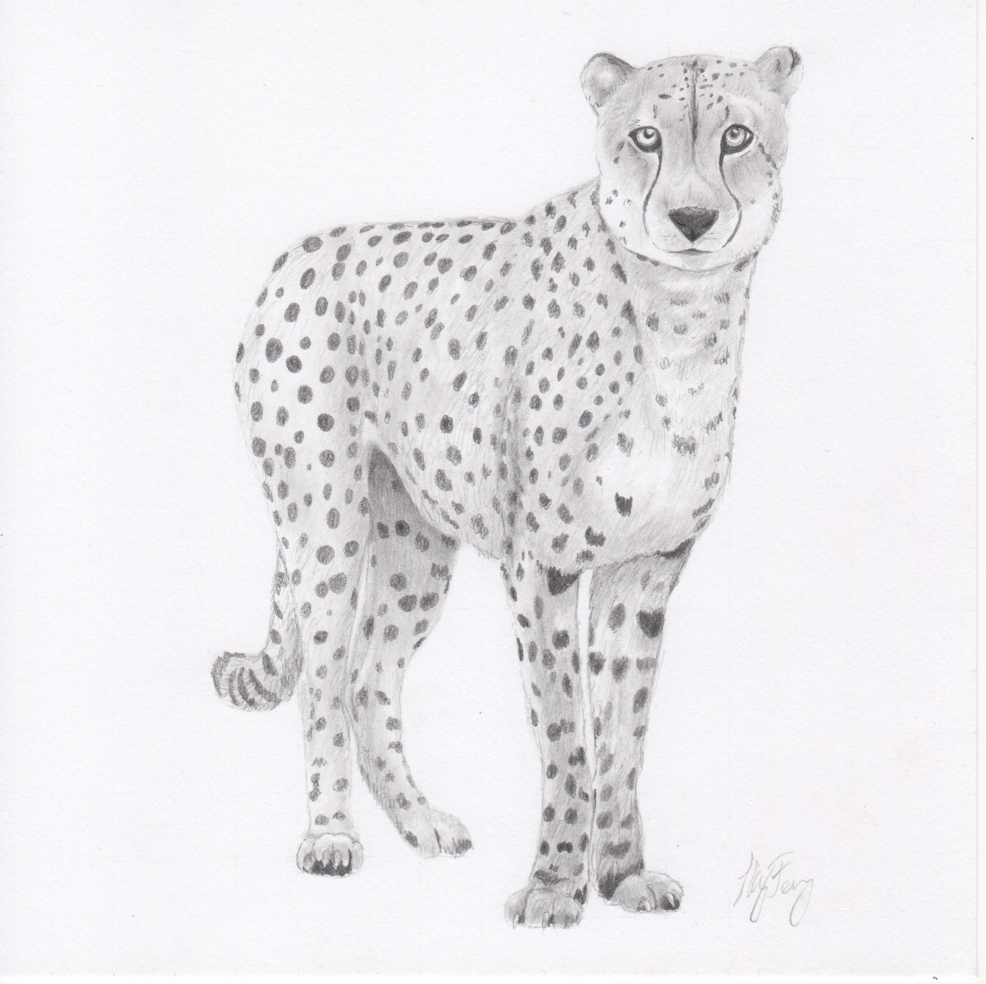 "Cheetah"
