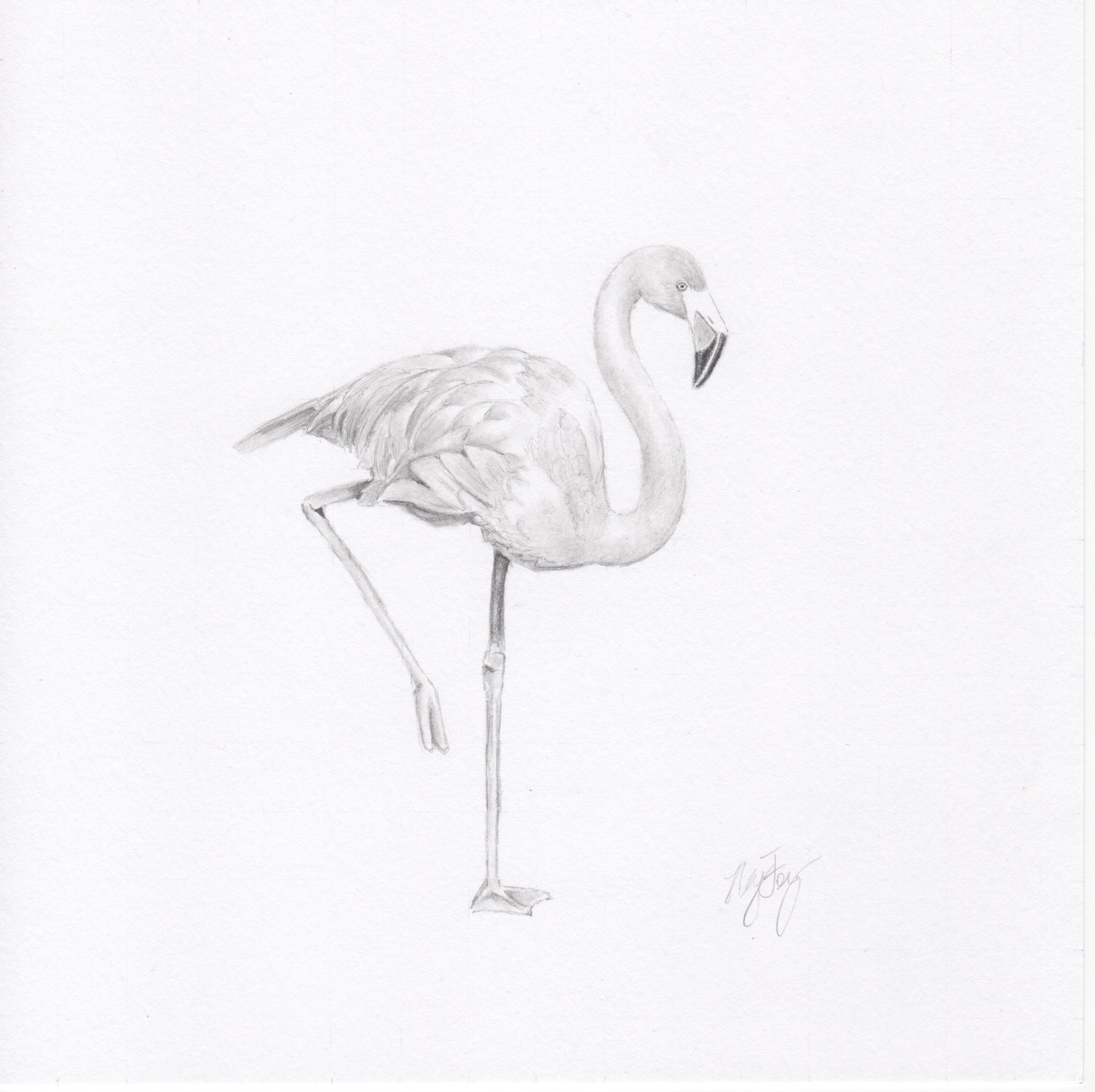 "Flamingo"
