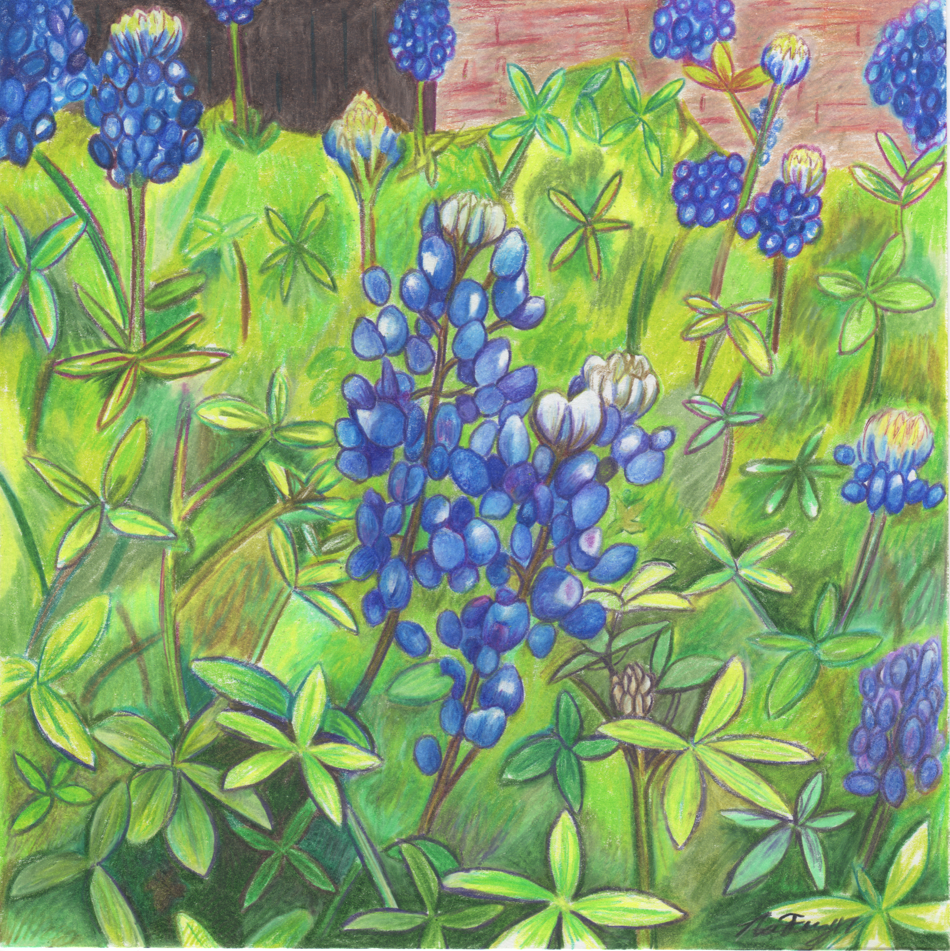 Bluebonnet Garden