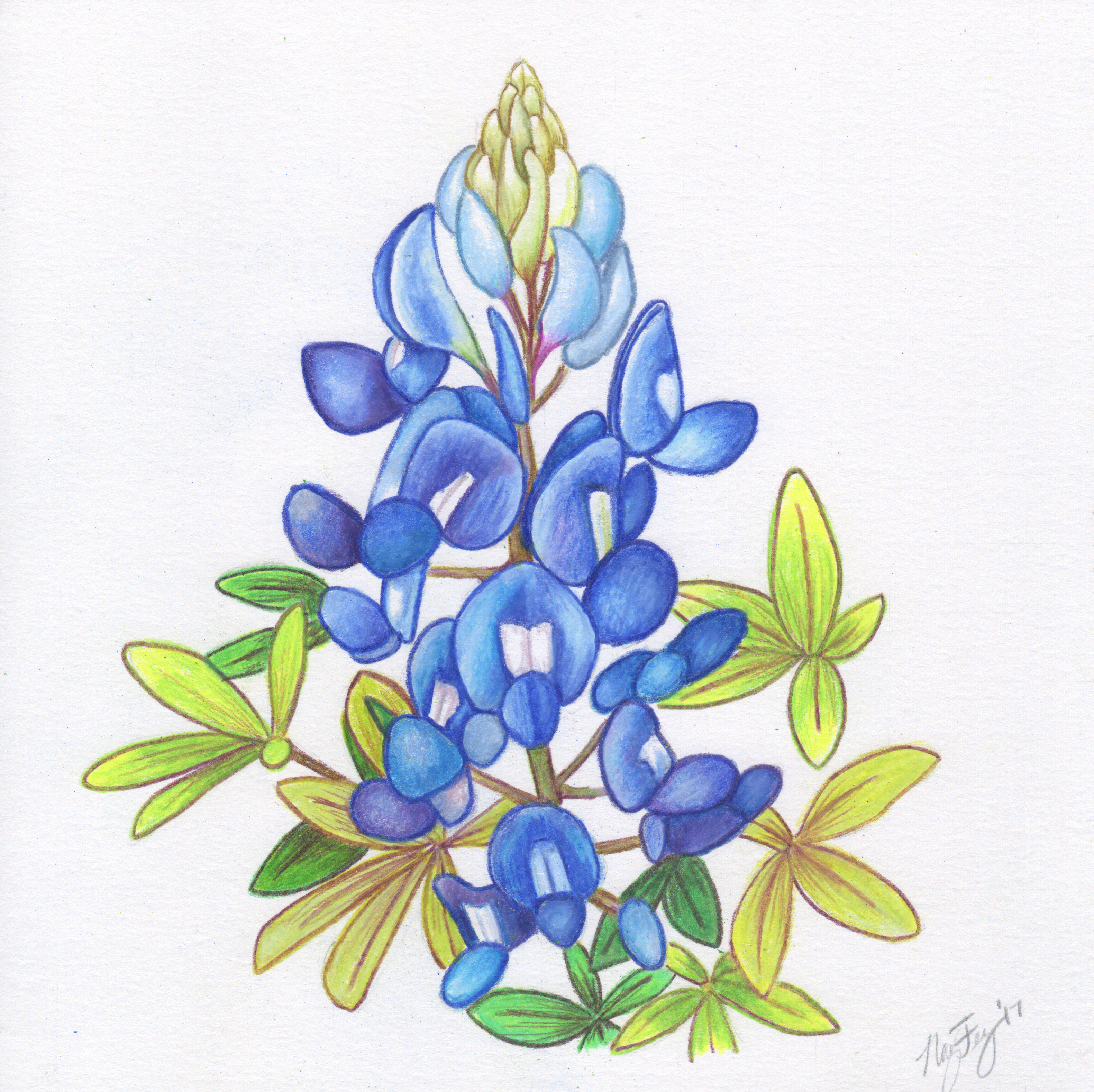 Solitary Bluebonnet