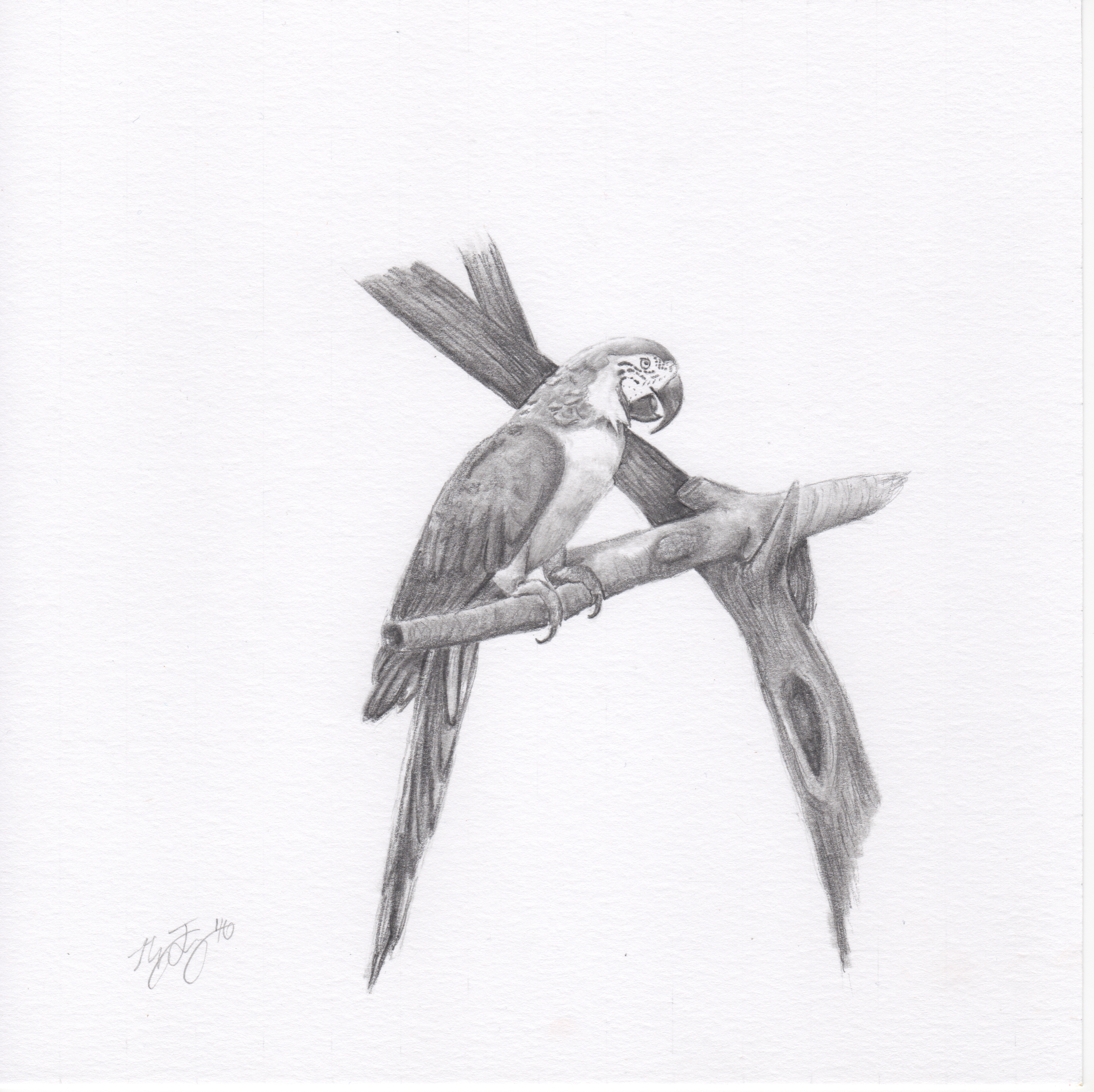"Macaw"