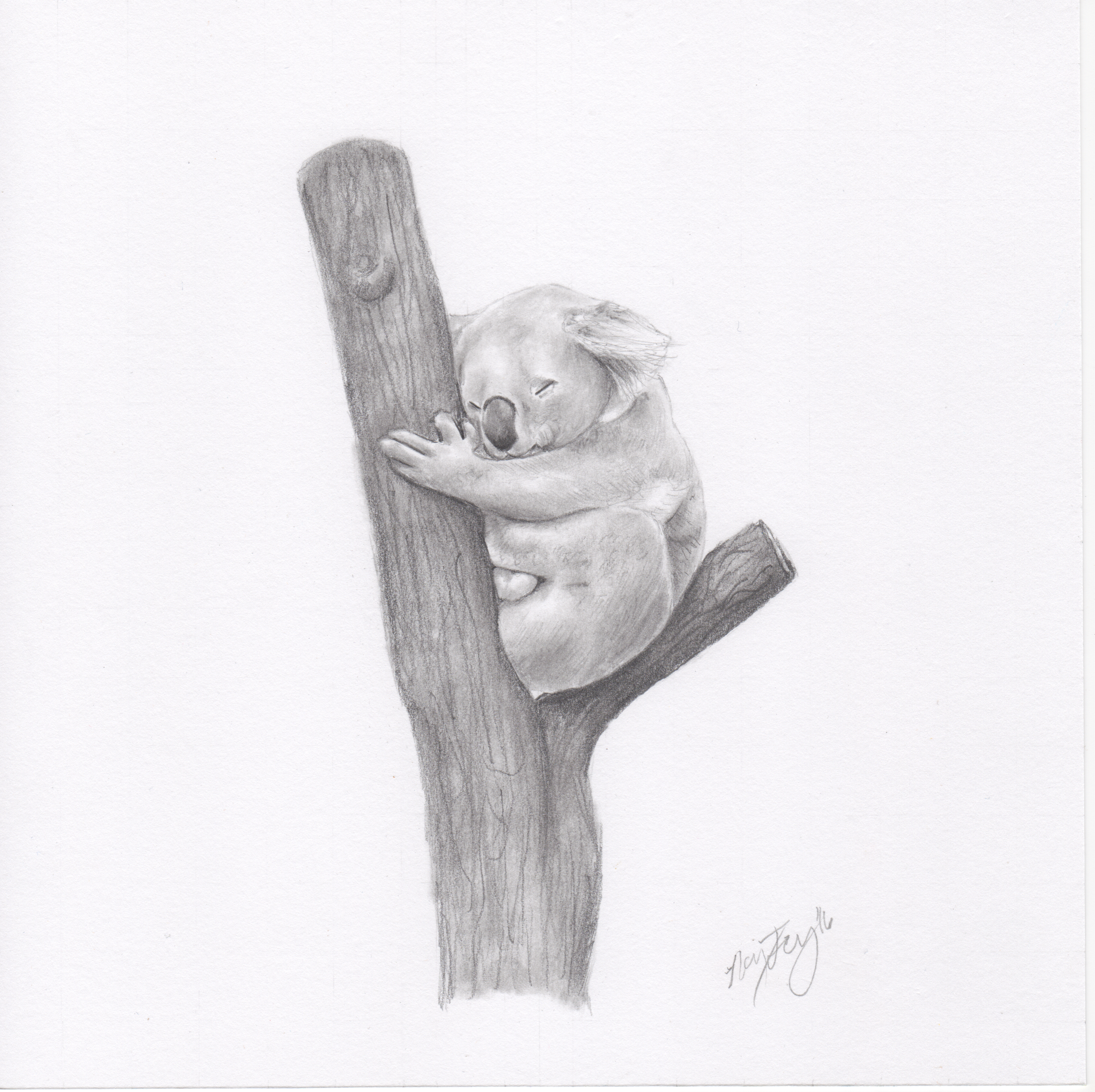 "Koala"