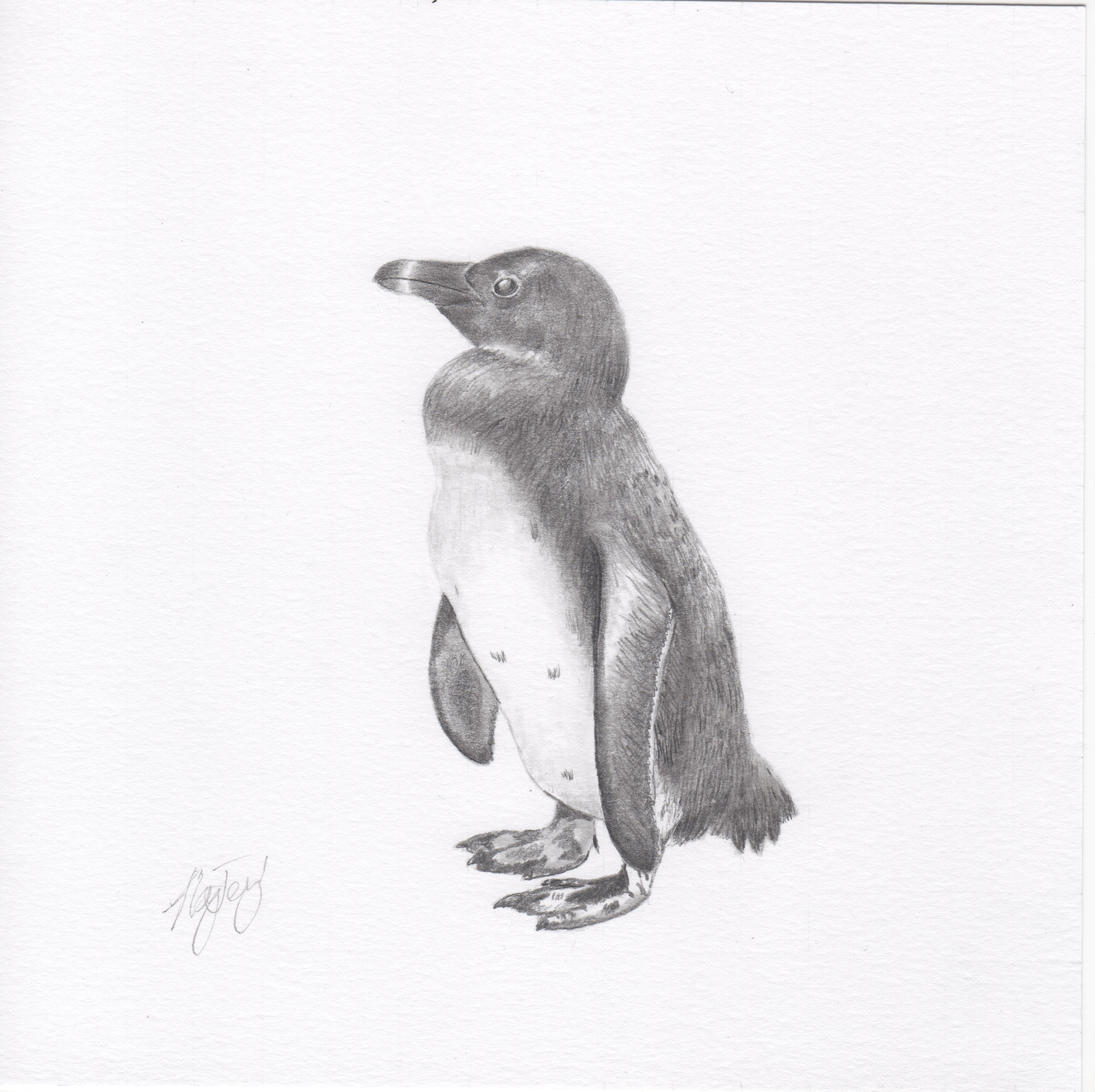 "Penguin"
