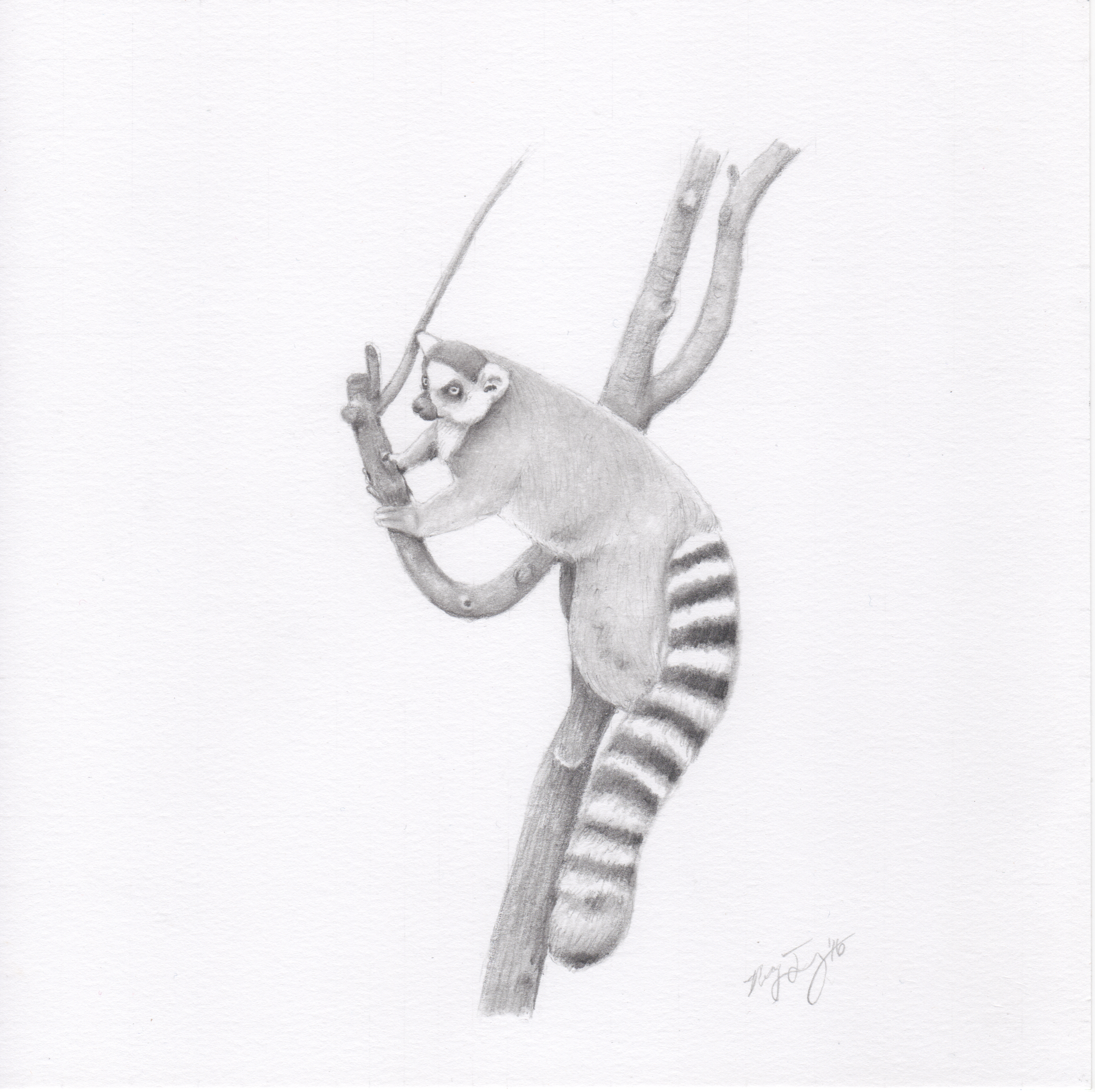 "Lemur"