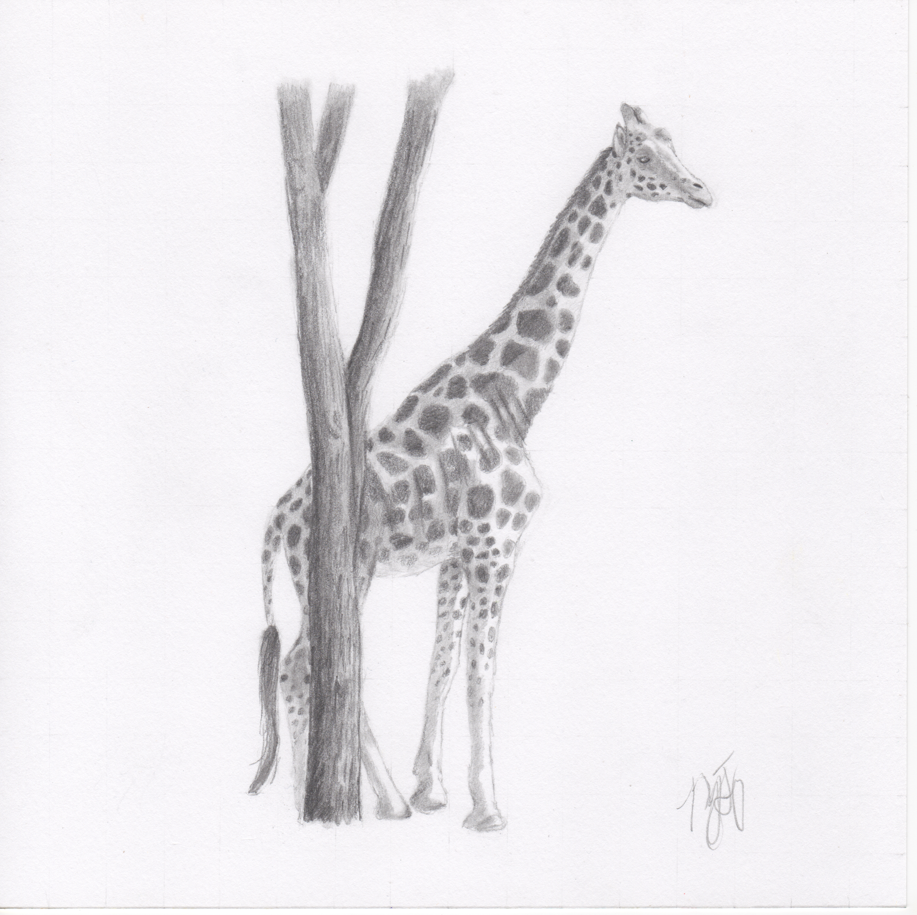 "Giraffe"