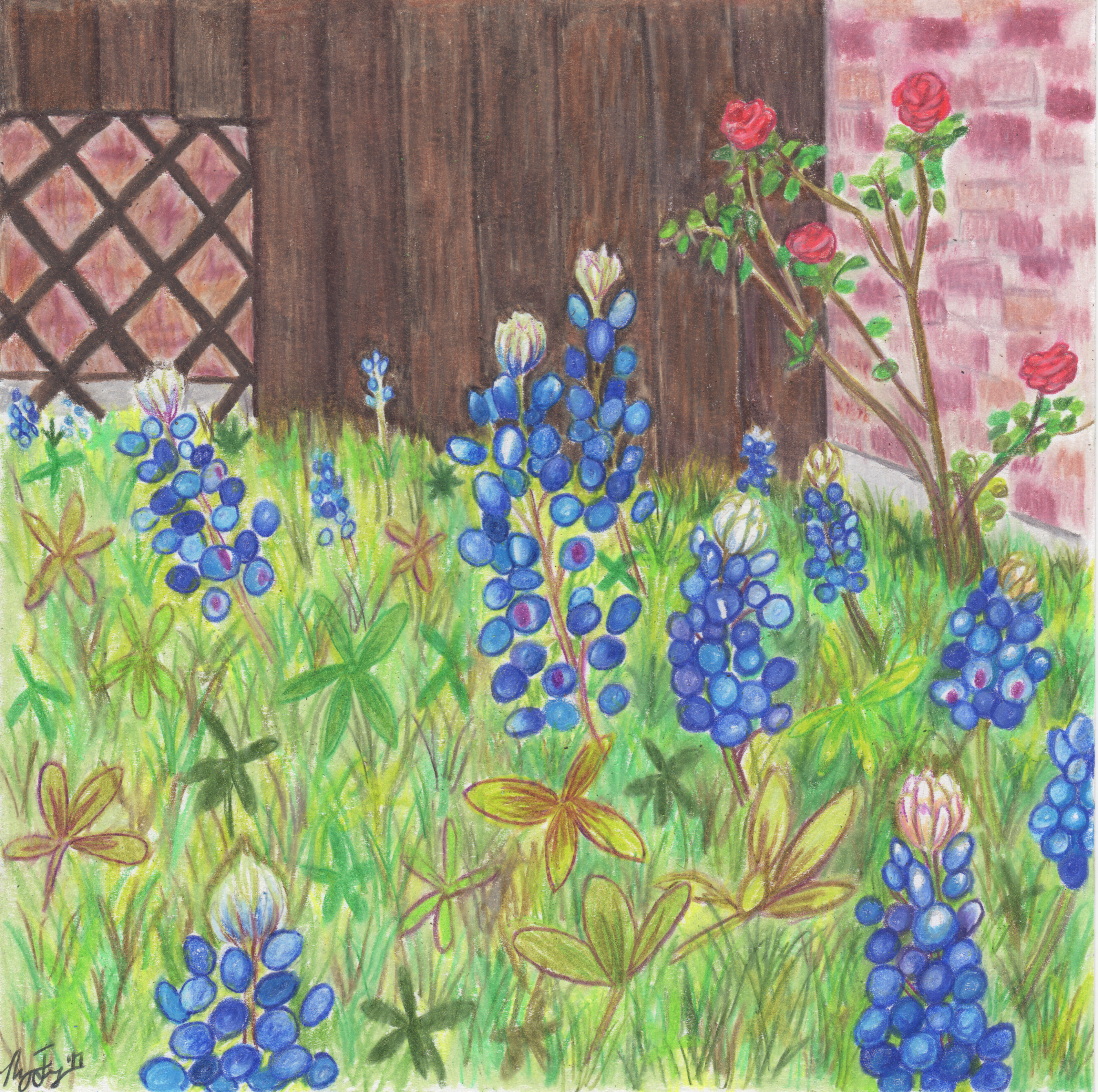 Roses and Bluebonnets