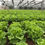 Thumbnail: LETTUCE 生菜