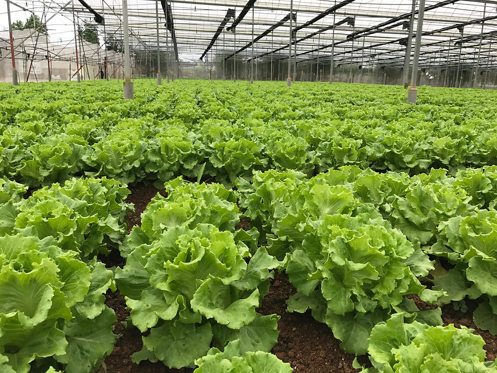 Thumbnail: LETTUCE 生菜