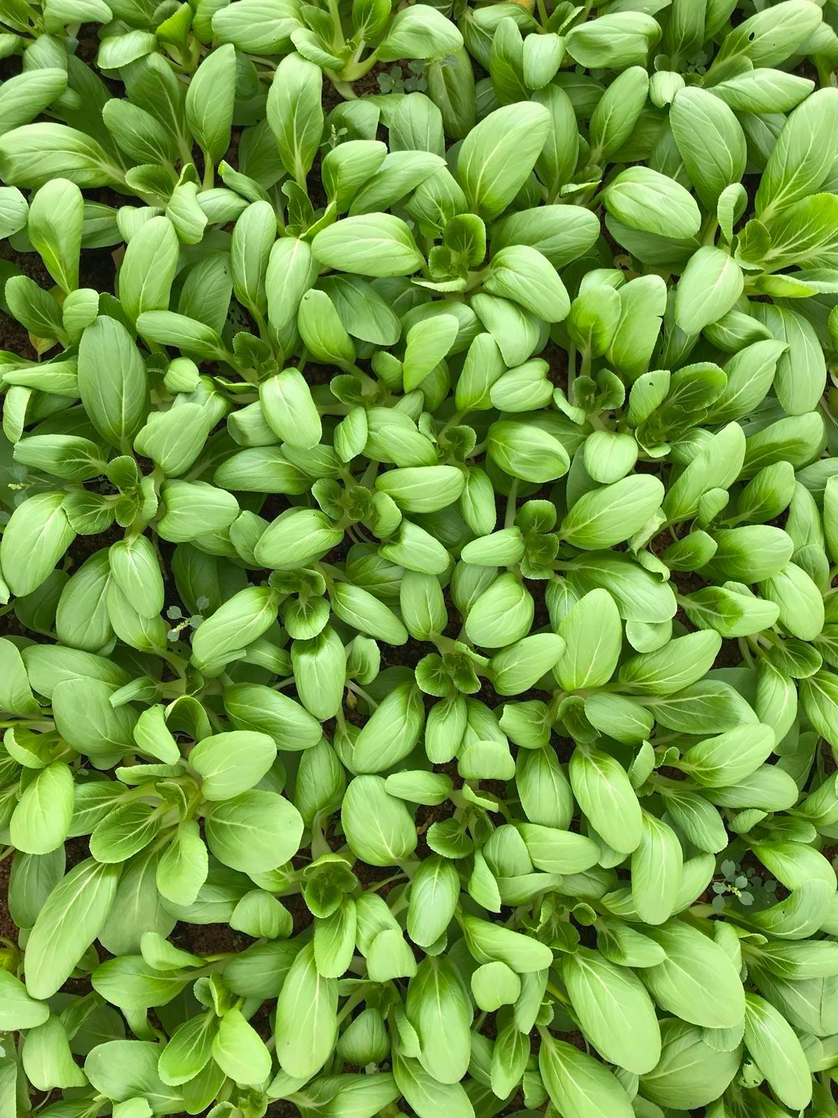 PREMIUM XIAO BAI CAI 小白菜