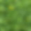 Thumbnail: PREMIUM CAI XIN HUA 菜心花