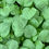Thumbnail: PREMIUM ROUND SPINACH 圆头苋菜