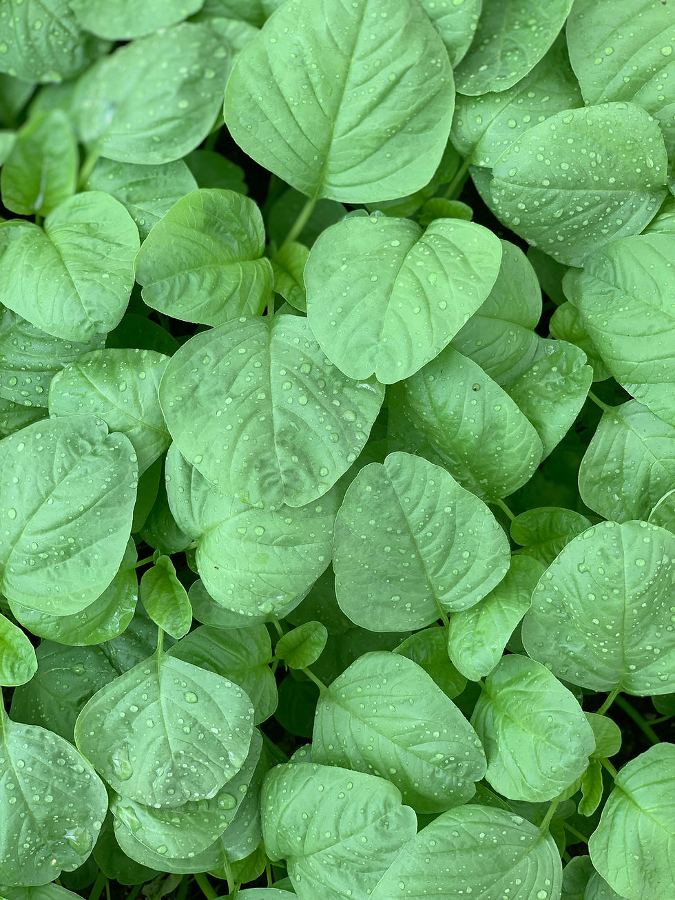 PREMIUM ROUND SPINACH 圆头苋菜