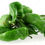 Miniature : Gros piment