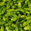 Miniature : Gros piment