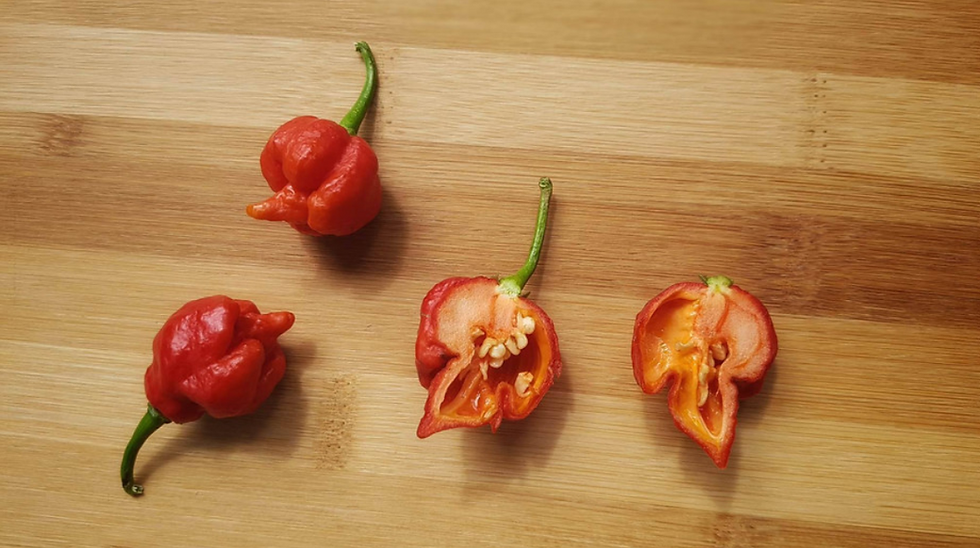 Graines Trinidad Scorpion Butch Taylor