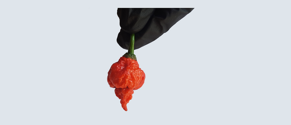 Piment Trinidad Scorpion Butch Taylor